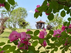 -广富林郊野公园