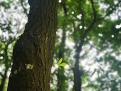 -火炉山森林公园