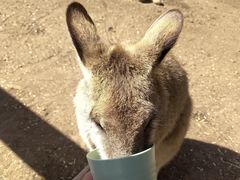 -费瑟代尔野生动物园