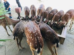 -鹿境梅花鹿生态园区