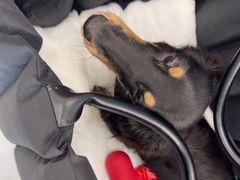 -宠颐生猫科·内科皮肤科(西平世纪城店)