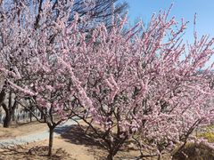 -北京西山国家森林公园