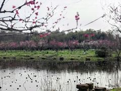 -上海海湾国家森林公园