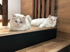 -瞄一喵猫咖(格力海岸店)