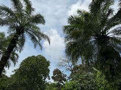 -新加坡植物园