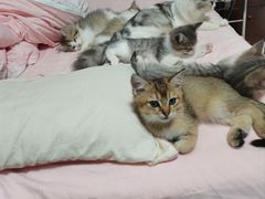 -欣宠猫屋·矮脚拿破仑·蓝金金渐层