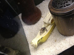 5.0-上海大自然野生昆虫馆