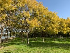 -大兴滨河森林公园