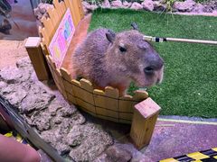 -正佳雨林生态植物园