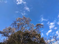 -秋霞圃