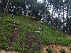 -九龙江国家森林公园