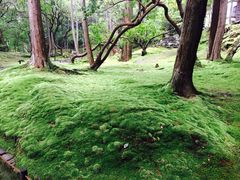 -西芳寺(苔寺)