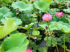 -门城湖公园