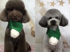 -读宠于你·约克夏比熊·睫角守宫·爬宠售卖(高新店)