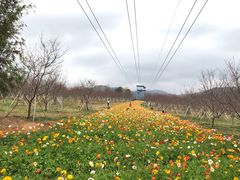 -天适樱花悠乐园