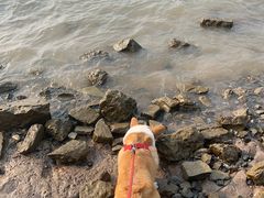 -一只烧鸡公(解放碑店)