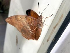 -上海大自然野生昆虫馆(东方明珠·爬宠昆虫探索中心)