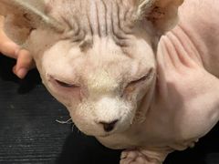 -猫小院猫主题咖啡厅(北锣店)