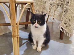 -猫友咖啡店(玉林西路店)