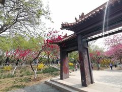 -桃花堤公园