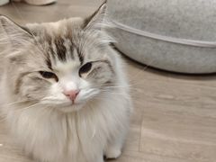 -柴迷FANS CLUB·柴犬狗咖·猫咖