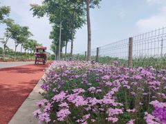 -上海长兴岛郊野公园