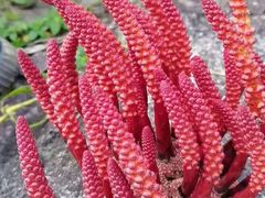 -三亚南山文化旅游区