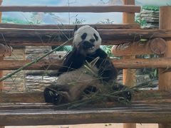 -西霞口神雕山野生动物世界