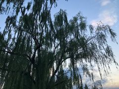 -莲花池公园