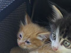 -达爱动物医院·犬猫分区·CT·复杂眼科(远洋山水分院)