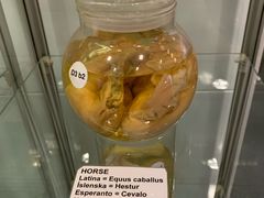 -冰岛阴茎博物馆