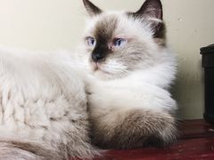 -猫咪博物馆(顶澳仔猫街店)