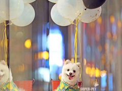 -超宠爱宠物摄影-Super pet