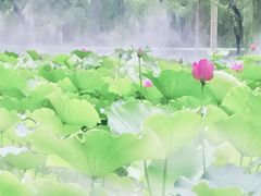 -四川大学(望江校区)