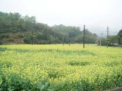 -红山村