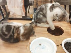 -袖虎·猫馆(体育西路店)