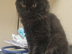 -安安宠医宠物医院·异宠·犬猫内科(岳阳分院)