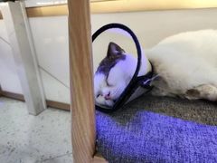 -喵园·猫主题咖啡厅·撸猫·猫咖(国贸店)