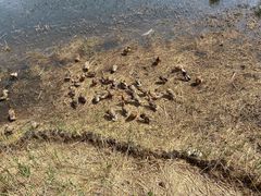 -野鸭湖国家湿地公园