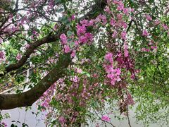 -深圳国际园林花卉博览园