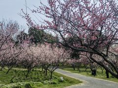 -上海海湾国家森林公园