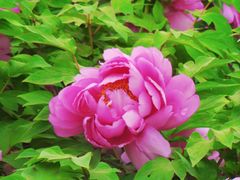 -莲花池公园