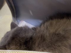 -艾贝尔宠物医院·24H转诊中心·肿瘤猫专科(江宁双龙店)