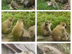 -广州动物园