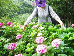 -镇江市南山风景名胜区竹林景区