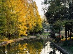 -上海滨江森林公园