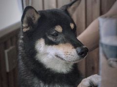 -柴源莊·柴小宠柴犬咖啡