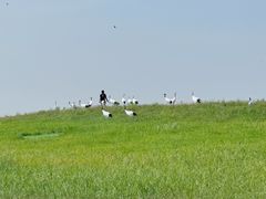 -黑龙江扎龙生态旅游区