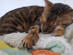 -李小姐の猫咖啡馆(五角场店)