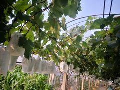 -美家乐农庄·露营·团建(大治路店)